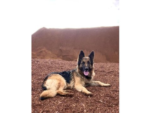 5 yaşında dişi alman çoban köpeği