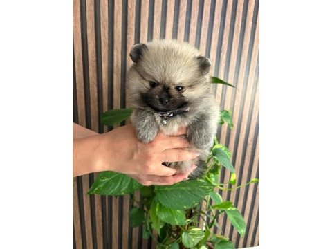Pomeranian erkek
