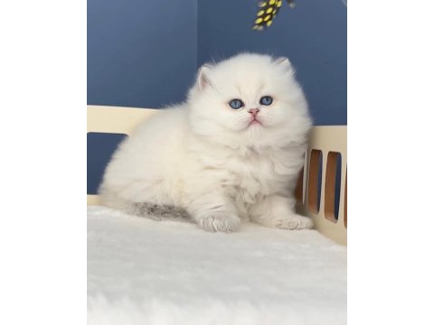 Pamuk şeker silver british longhair 