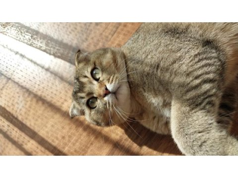 Scottish fold kedisi acil satılık