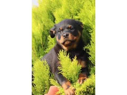 2.5 aylık safkan dişi rottweiler yavrum
