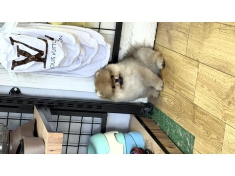 Adımız darchi pomeranian