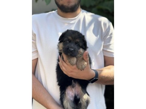A kalite alman çoban köpeği yavruları