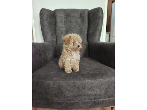 Maltipoo yavruları