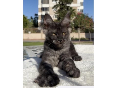 Maine coon erkek black smoke pet şecereli