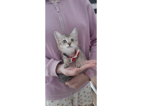 Black golden british shorthair yavrumuz