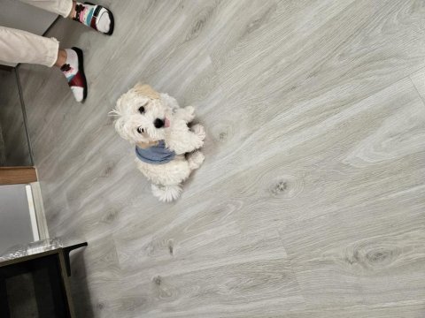 Dünya güzeli orjinal maltipoo yavrum