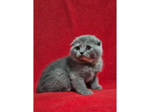 Muhteşem scottish fold bebekler