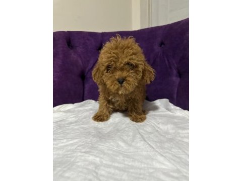 A kalite 1. sınıf kore toy poodle