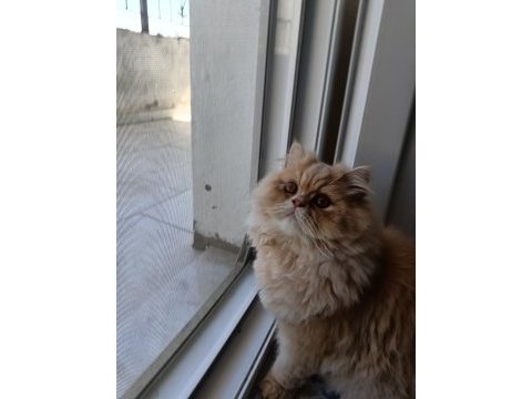 Oğlumuza dişi chinchilla arıyoruz