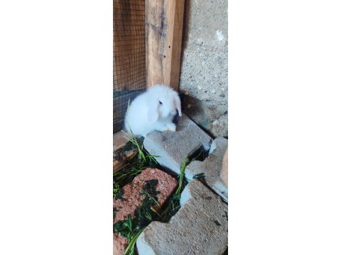 Hollanda lop ve aslanbaş tavşanı