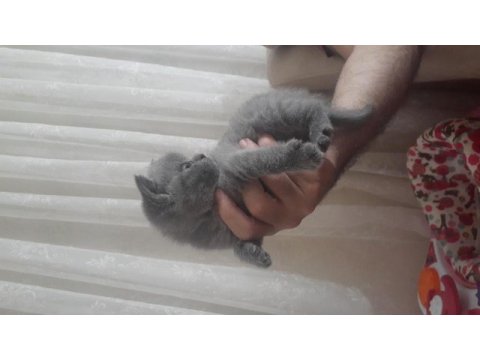 Safkan british shorthair 50 günlük tuvalet eğitimli