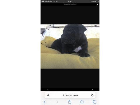 2 aylık cane corso