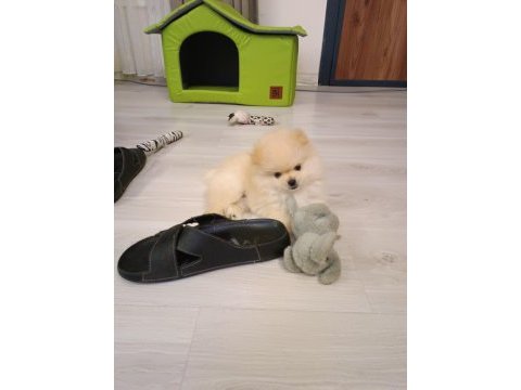 Pomeranian erkek 3 aylık