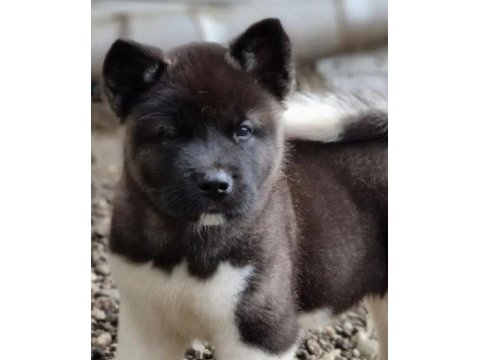 Safkan a kalite american akita