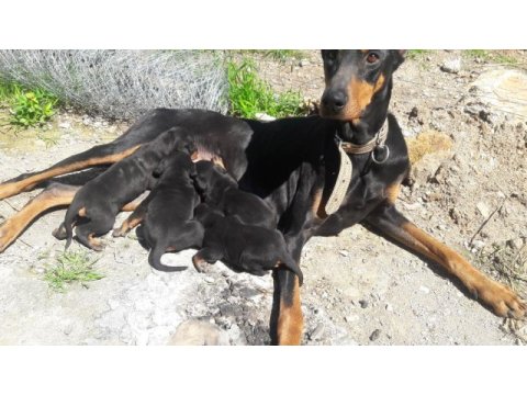 Sahiplendirme doberman