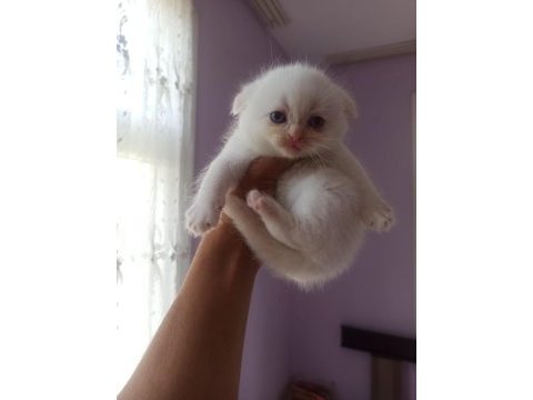 Blue point ve red point british shorthair bebekler