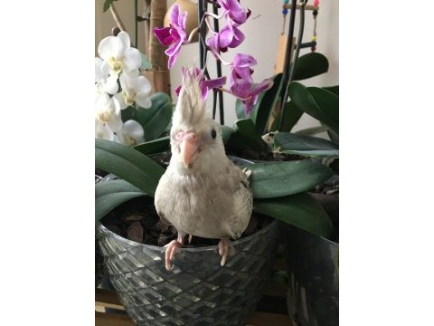 Evcil bebek sultan papağanı