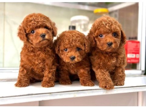 Mersinin en seçkin toy poodle yavruları