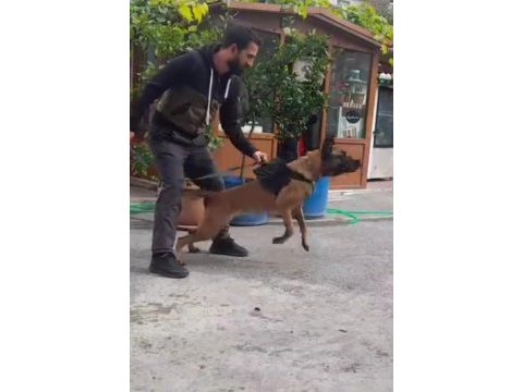 Simsiyah eğitimli anne babadan belçika kurdu yavrular