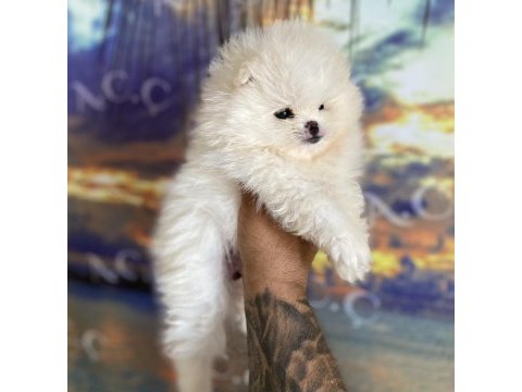 Pomeranian bebekler hazır