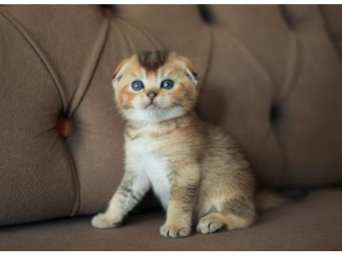 Erkek scottish fold ny25