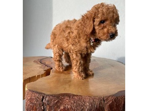Toy poodle 1 dişi ve 1 erkek