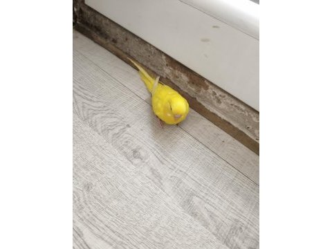 Acil satılık konuşma yatkın muhabbet kuşu
