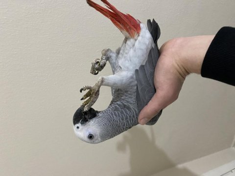 6 aylık jako papağanı