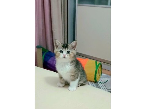 İki erkek kardeş bilek golden kedimiz