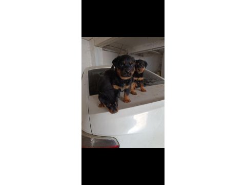 A kalite rottweiler yavrularımız mevcut