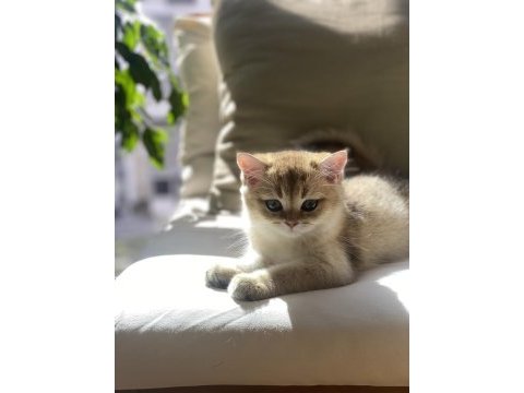 British shorthair golden