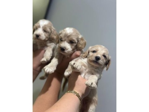 Maltipoo yavrularmız