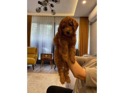 Sevimli minyatür poodle yavrularimiz