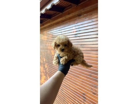 Kore poodle üst düzey poodle yavrusu yeni yuvasını arıyor