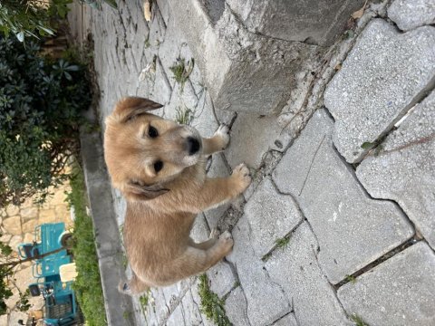 Bakımlı yavru köpekler