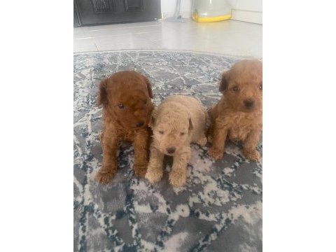 Toy poodle bebeklerimiz