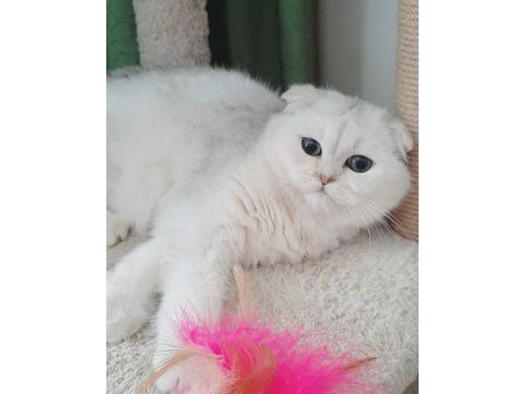 Yeşil gözlü yavruları scottish fold