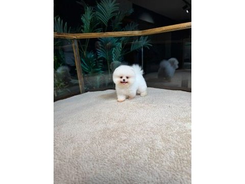 Safkan teddy bear kore pomeranian yavrularımız