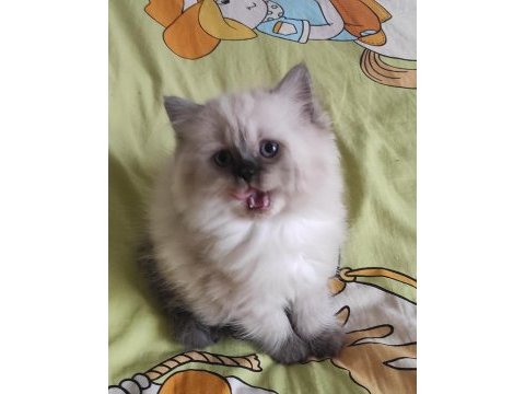 British longhair 2 aylık yavrular