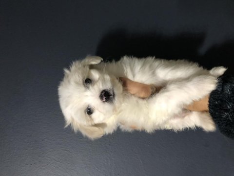 Maltese pamuk şekerler