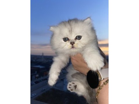 Boncuk gözlüm british longhair