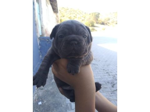 Fransız bulldog sahiplendirilecektir