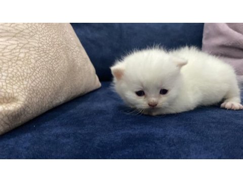 35 günlük rezerveye açık yavru kediler