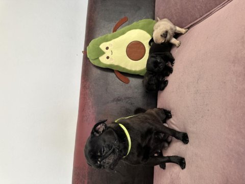 Anne altından safkan pug erkek yavrular