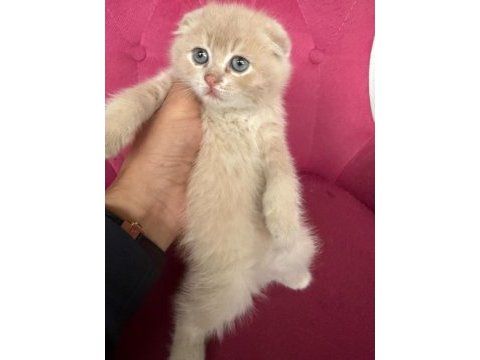 Scottish fold kardeşler