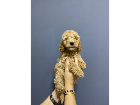 Toy poodle kardeşler