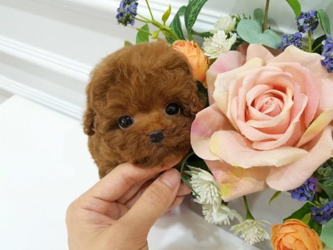 Herkes alabilsin uygun bütçeli toy poodle bebeklerim