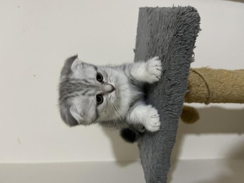 5 adet yavru scottish fold