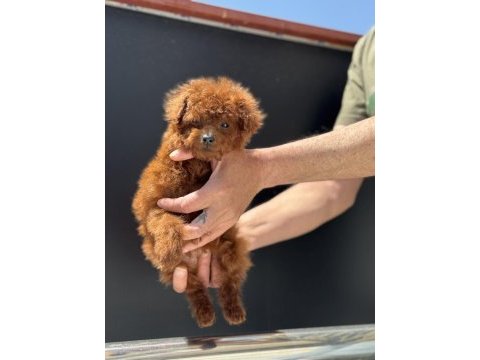 Petmode köpek çiftliğinden tea cup kore poodle